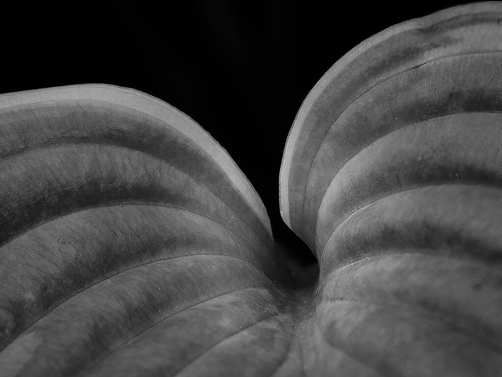 Hosta Leaf by cdcook48