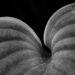 Hosta Leaf