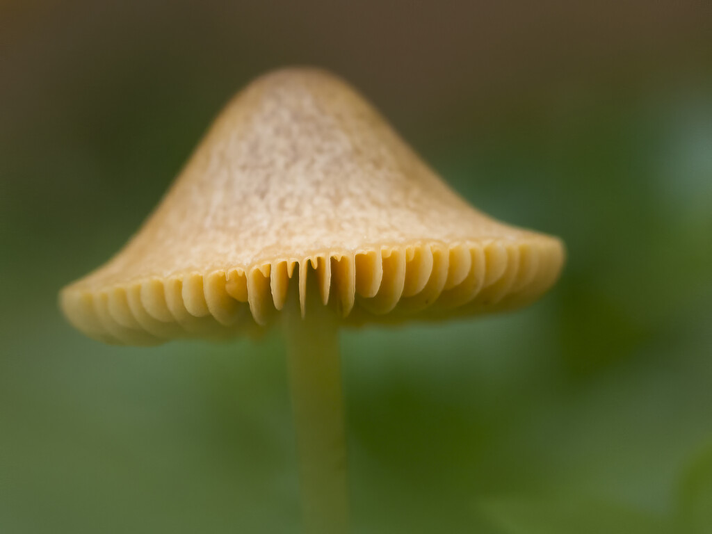 Mushroom by cdcook48