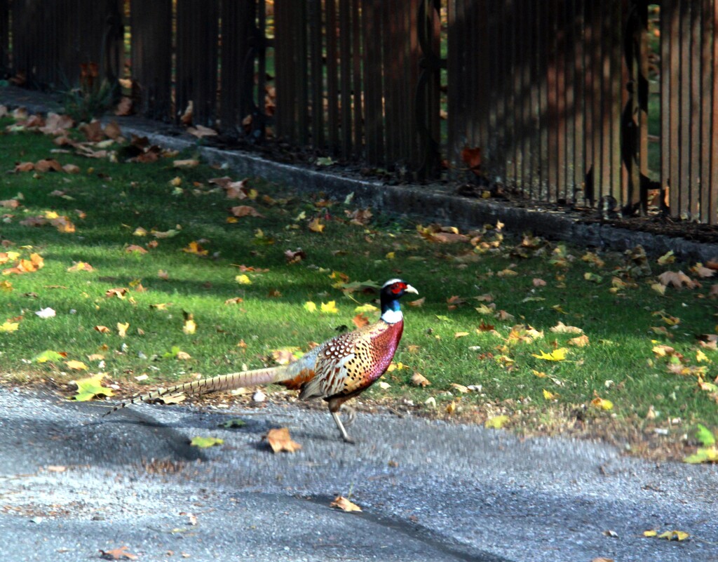 Ring-Neck Pheasant by digitalrn