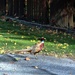 Ring-Neck Pheasant