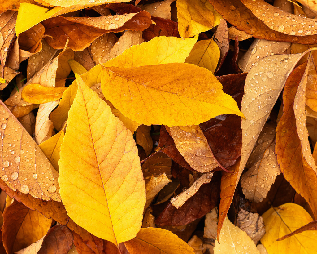 carpet of leaves by aecasey