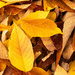 carpet of leaves