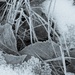 Frost on the Leaves