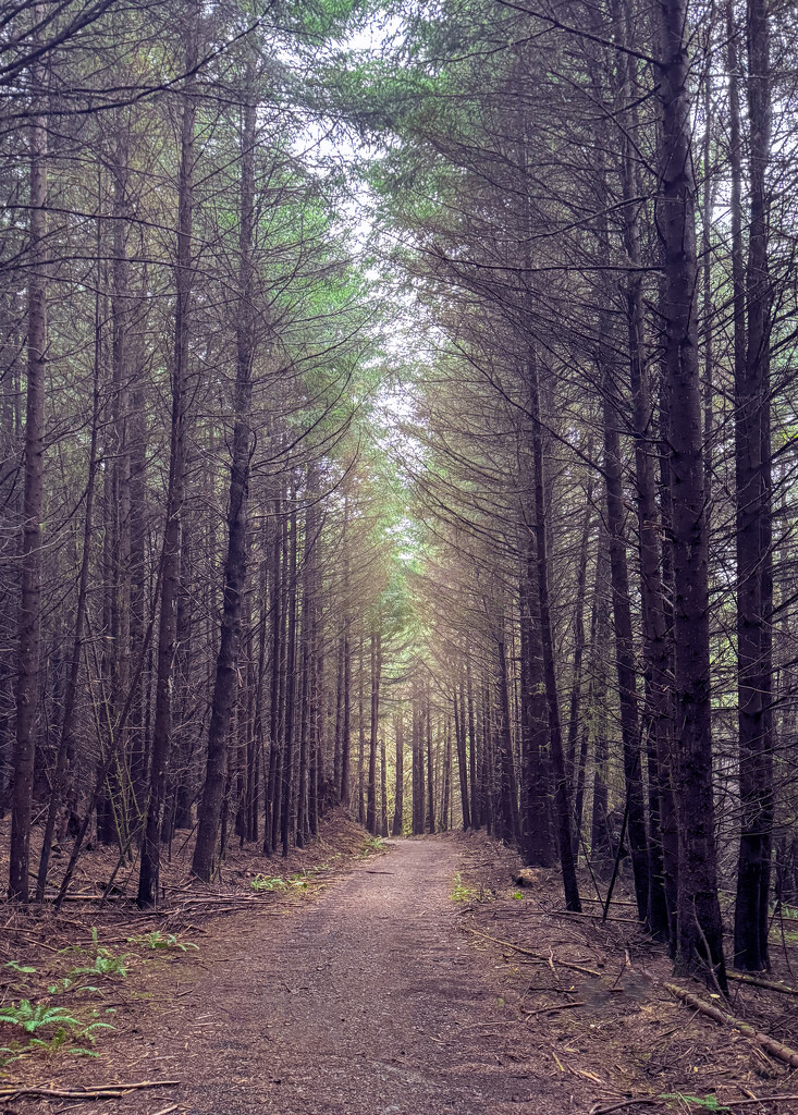 Hiking in the Woods by jgpittenger