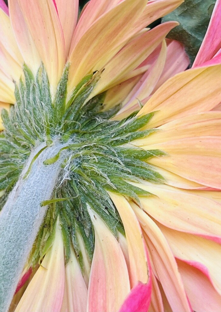 Last of the summer Gerberas by sjgiesman