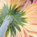 Last of the summer Gerberas