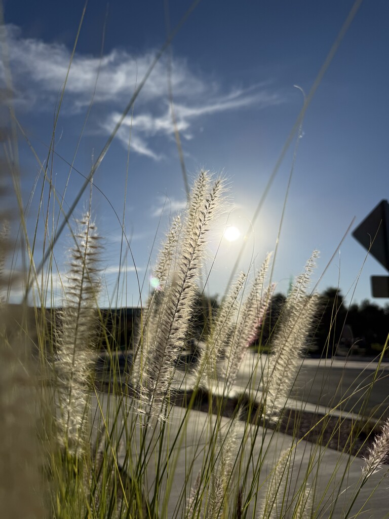 10 28 Early Morning Light  by sandlily