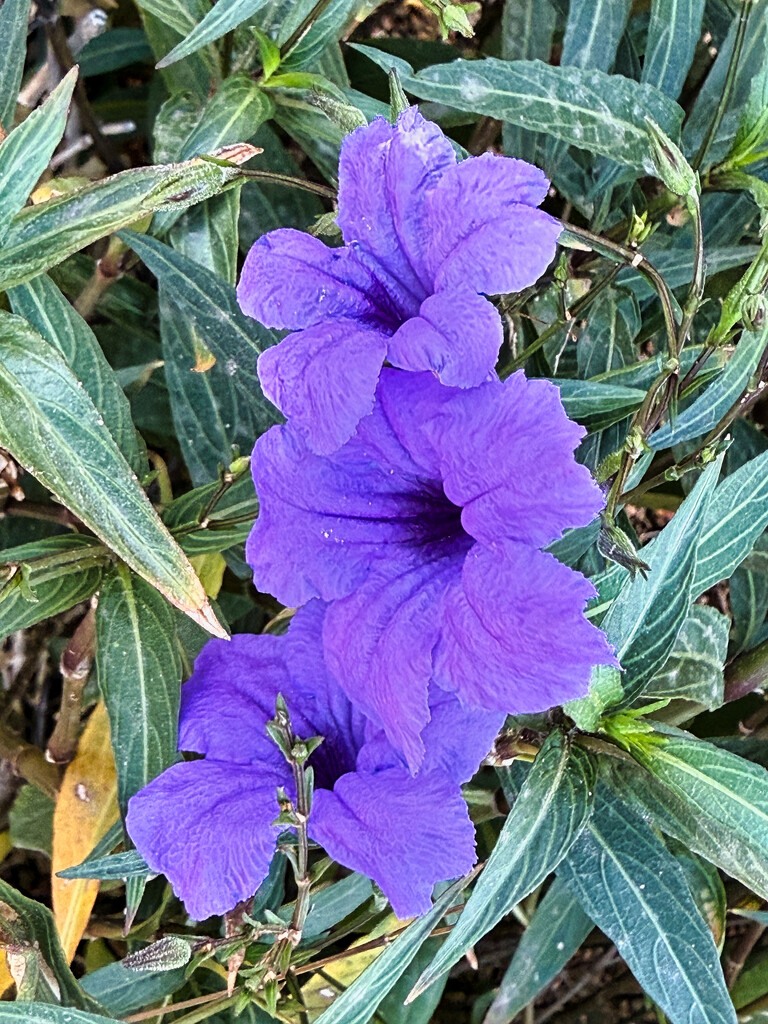 10 29 Mexican Petunia  by sandlily