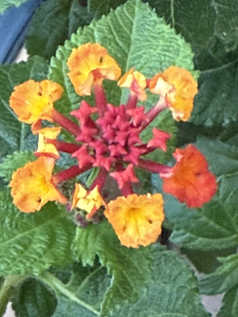 10 30 Bicolor Lantana blooming by sandlily