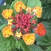 10 30 Bicolor Lantana blooming