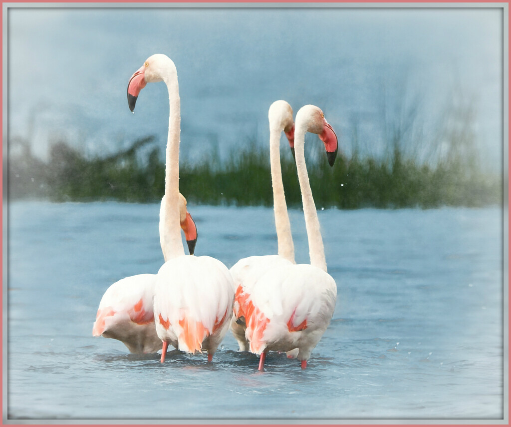 Happy Flamingo Friday! by ludwigsdiana