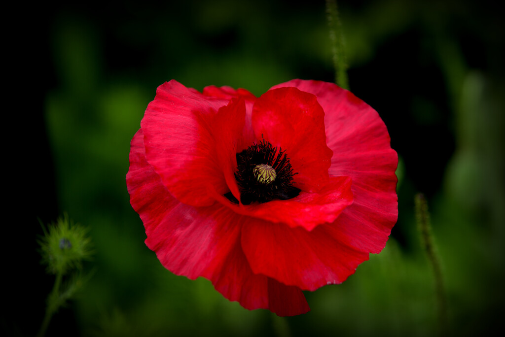 Poppy by dide