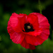 Poppy