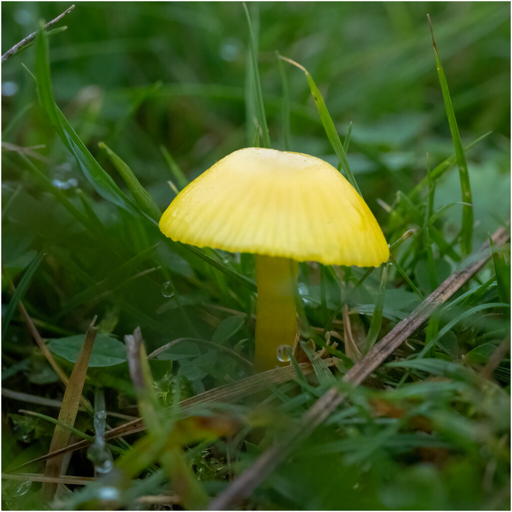 Another wax cap by clifford