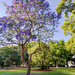 The dancing Jacaranda tree