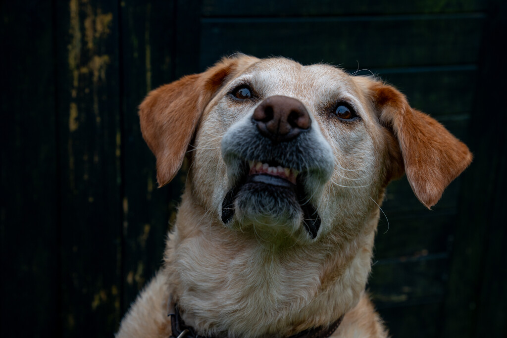 Funny Face by hannahcallier