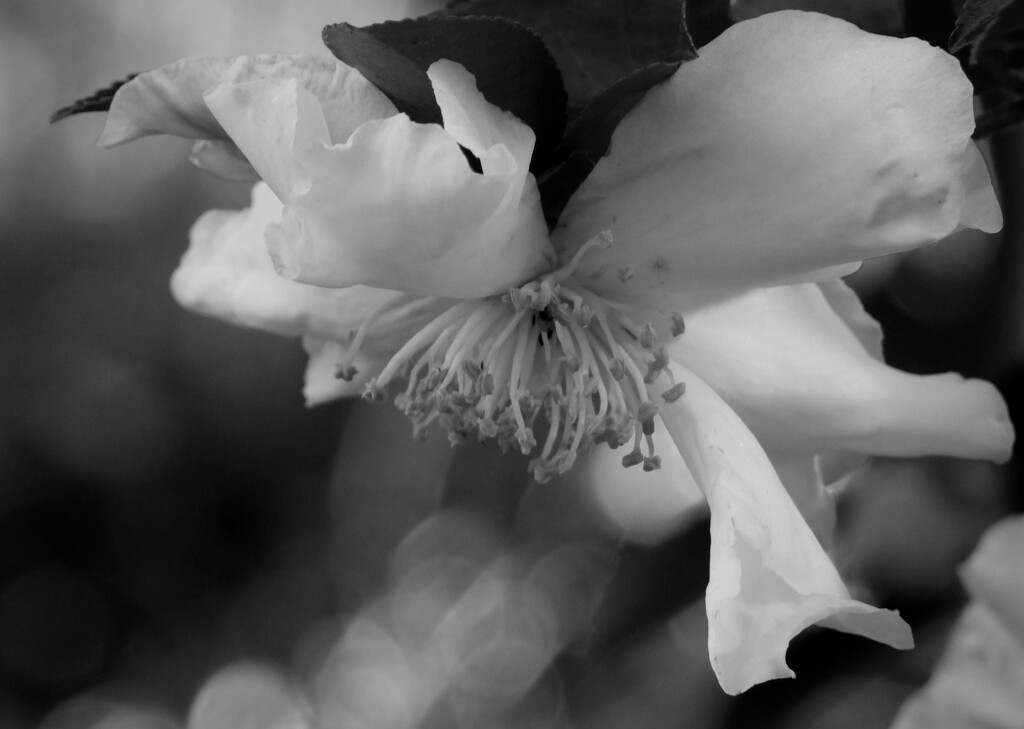 White camellia... by marlboromaam