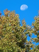 1st Nov 2024 - Autumn moon...