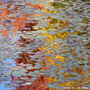 1st Nov 2024 - Channeling Monet