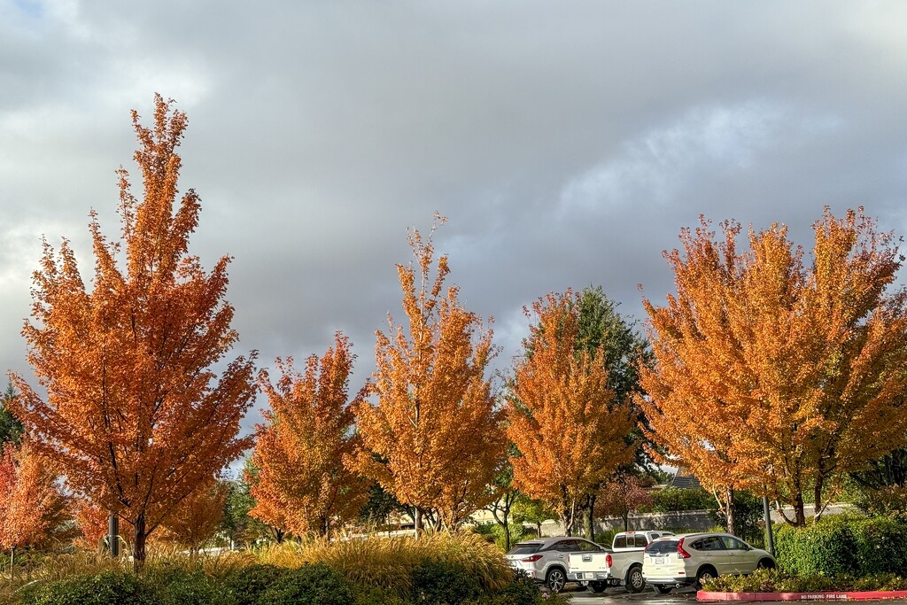 Finally some autumn color by shutterbug49