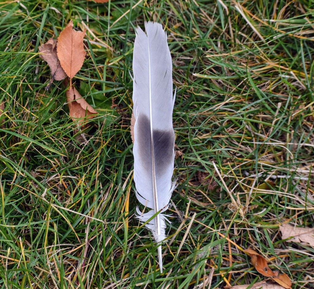 Just A Dove Feather... by bjywamer