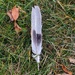 Just A Dove Feather...