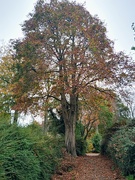 1st Nov 2024 - Beautiful tree 