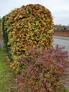 1st Nov 2024 - Bright hedge