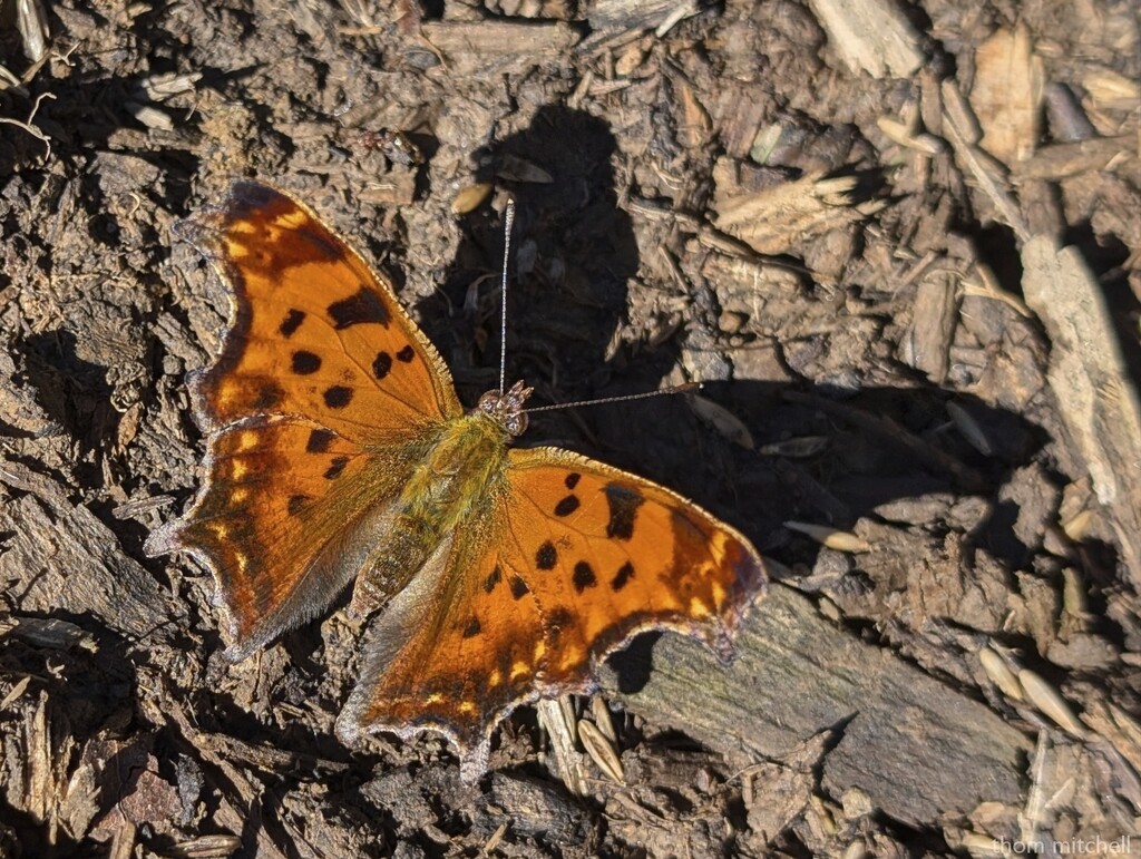 Eastern Comma by rhoing