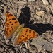 Eastern Comma