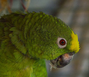 1st Nov 2024 - Portrait of a fiftysomething parrot