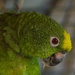 Portrait of a fiftysomething parrot