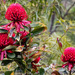 Red waratah