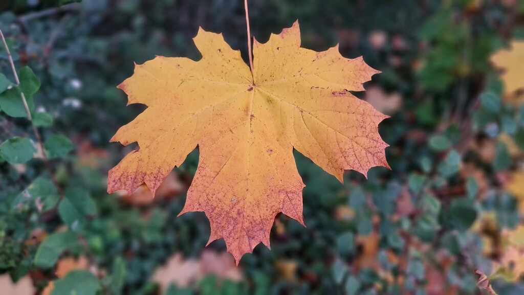 Autumn maple by shine365