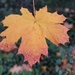 Autumn maple