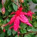 Fushia 