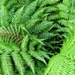 Fern Fronds