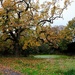 oak tree