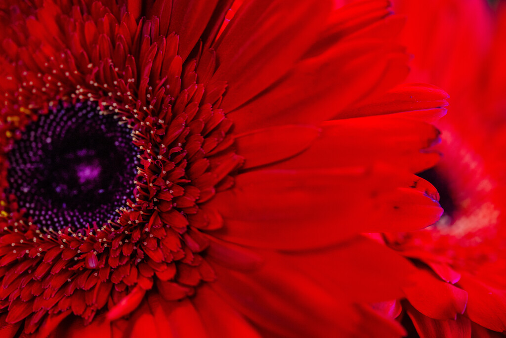 Red Gerbera by tosee