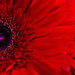 Red Gerbera