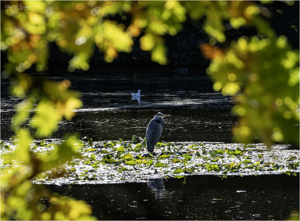 Through the Leaves by pcoulson