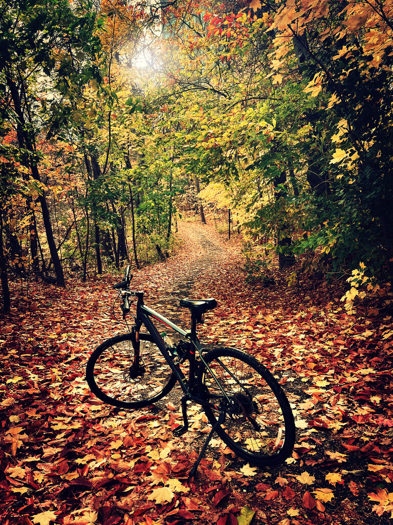 Bicycle by pdulis