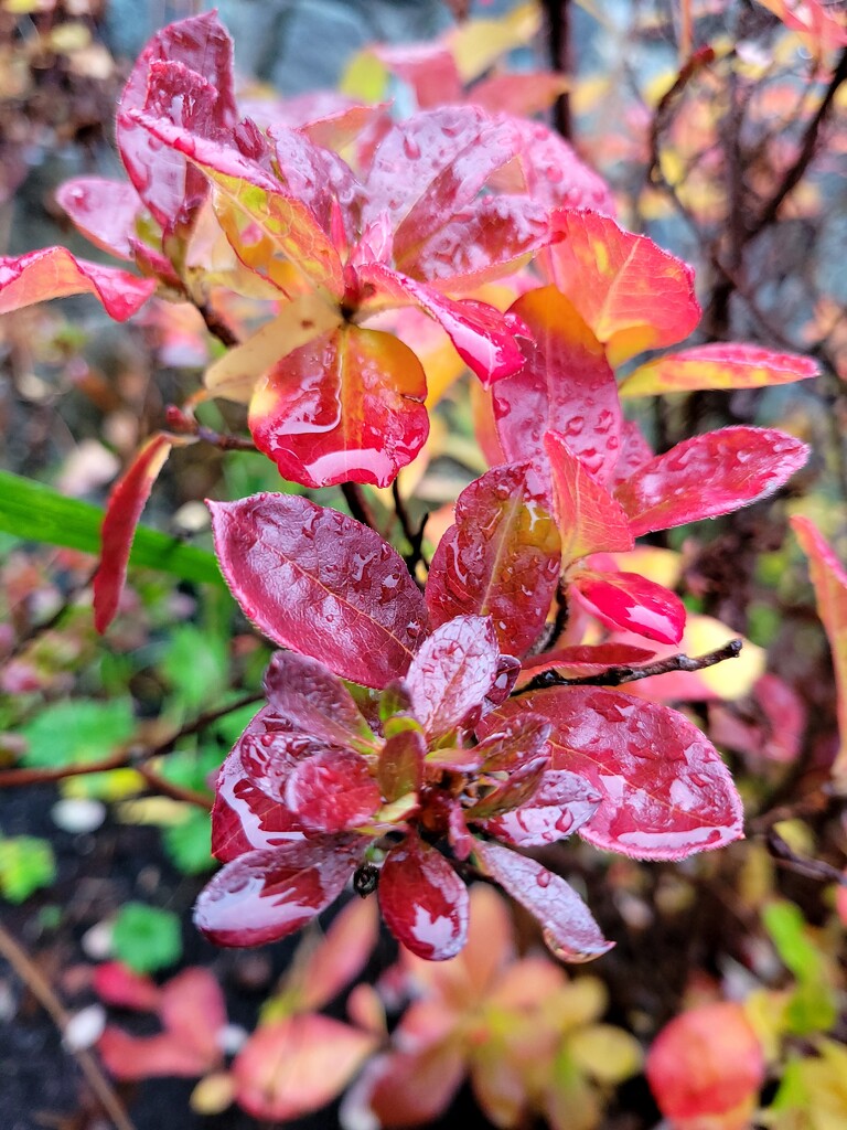 Rain on the Red Leaves by kimmer50