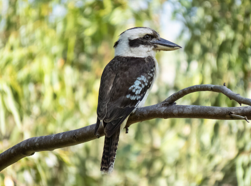 biggest kingfisher by koalagardens