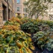 A Lot Of Hosta 