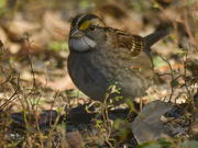 1st Nov 2024 - White-throated sparrow