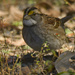 White-throated sparrow