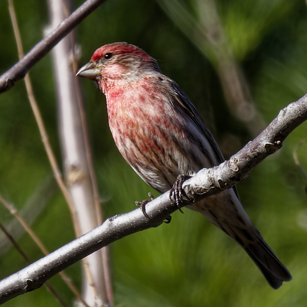 House finch by rminer