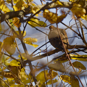 1st Nov 2024 - mourning dove 